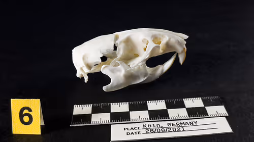 Item #32615301797037247882275066843320251953525887094996780073489952964810048012289 Media