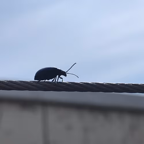 NFT-DoubleDutch Collection