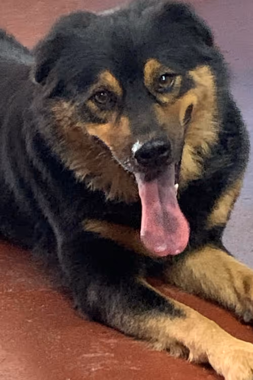 Item #56055091060271351536523847984853154360378800009370414984463609044876518227969 Media