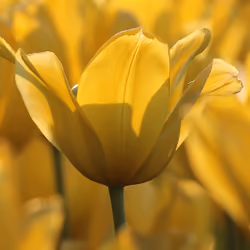 A Sea of Gold