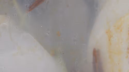 Item #40692806544472458759699307729565979606981443447585886335274303283289040879617 Media