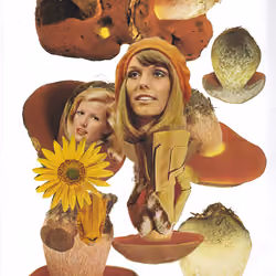 swiss alpine mushroom collection collage #5 "boletus iuridus"