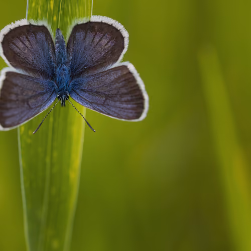 Lycaenidae Butterfly