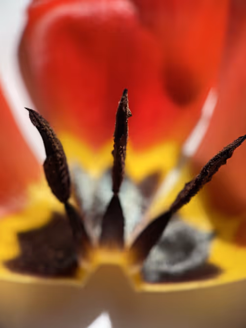 Item #101798116254510798330486236990451841615541533753866395116378150708106670112769 Media