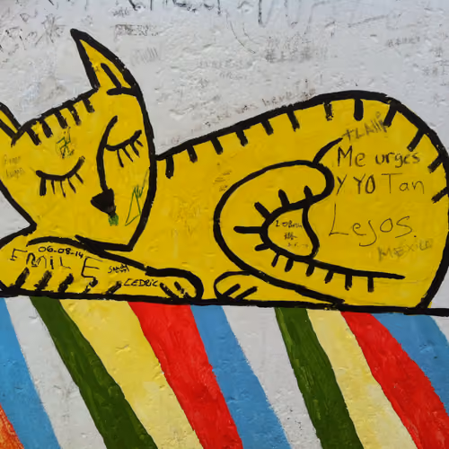 wall of berlin cat