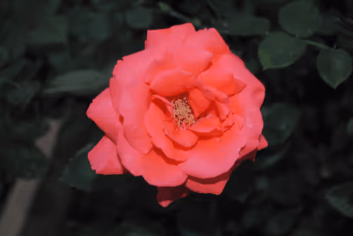 Item #40090172695085413256965535555586358742660933280315103792741764906456021204993 Media