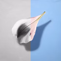 Fragile O