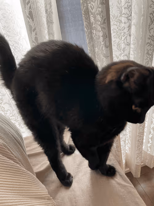 Item #57432309319676179700798702069366385585354272226932054472084541872665660489729 Media