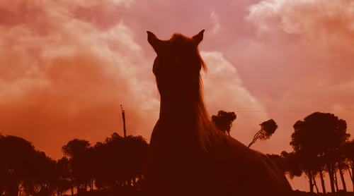 Item #79470448648156194478258305140886170008955419376002052331878392212455828750337 Media