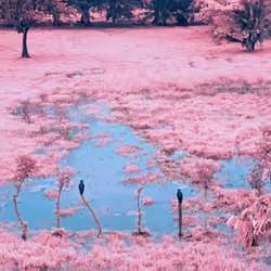 Dream Deferred