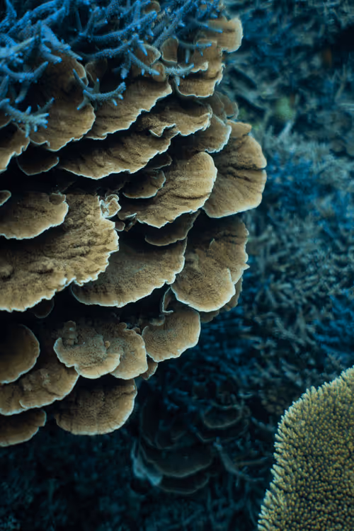 Item #99926930229538675438917090631619995362212113699001151744757174455135107022948 Media