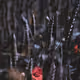 111694782878190309330633239810916685139686064504512467039601420666261418803201