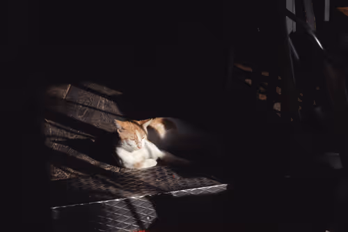 Item #44719000099665773654266672940263648728753689185242925436087362571100305227777 Media