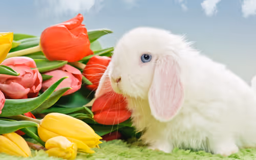 Item #64117942911155822033529244227692651482196282282133167215083529236297105276929 Media