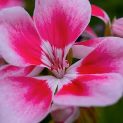 Pelargonium Peltatatum