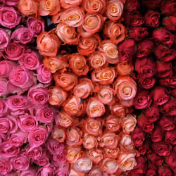 Flower V2