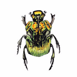 PHANAEUS DEMON