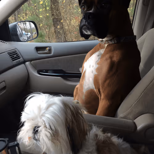 shovagimyan Collection