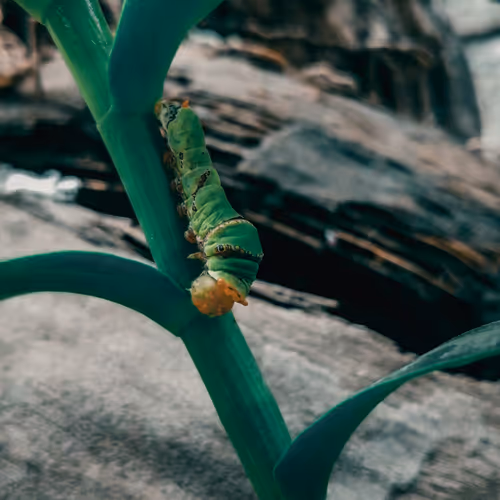 photoNICKgraphy_01 Collection