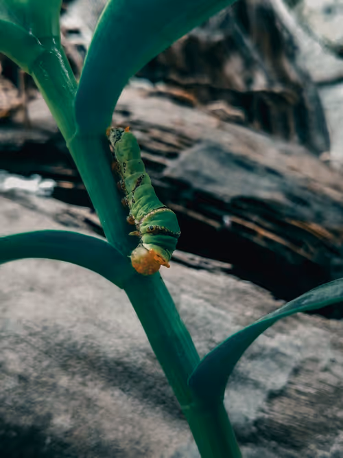 Item #93770949294700719376902685887391621362818541179175869910539014792891024277505 Media