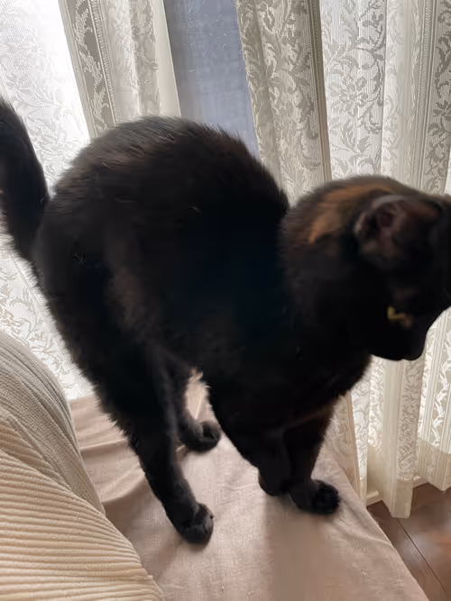 Item #57432309319676179700798702069366385585354272226932054472084541872665660489729 Media