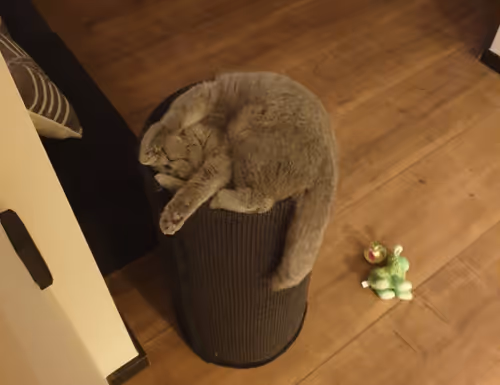 Item #50378249515192140596651097190490243462828899571090436609561503717187819405313 Media