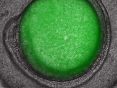 Item #105322358618701185533743754469895824107639028648078310589264470437803201658881 Media