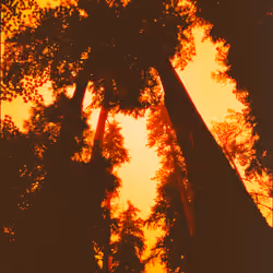 forest fire