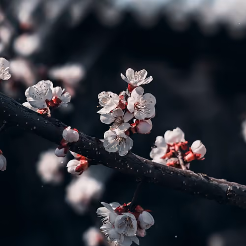 blossom. 