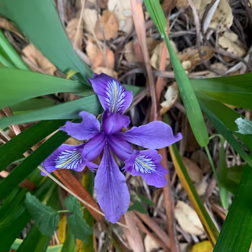 Item #81393590591900820048764161252744971355919767669927954307435201781597701406721 Media