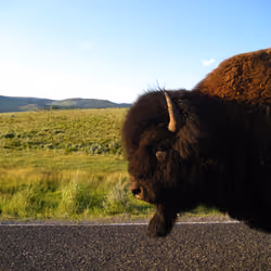 Buffalo @ Yellowstone