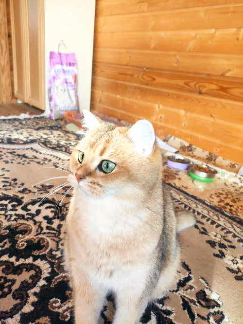 Item #46348599472569713654731178302084384440561957905567404983387339769064303099905 Media