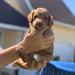 Birth of Doodle Jax the Golden