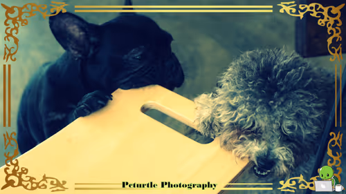 Item #63688176006920298669738405398310368792609774011425620877012057990153052880897 Media