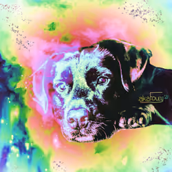 DigiDawg Almost 420