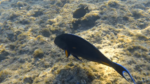 Item #32522392328516293709208538786472574869311995244495637720412795841064380399621 Media