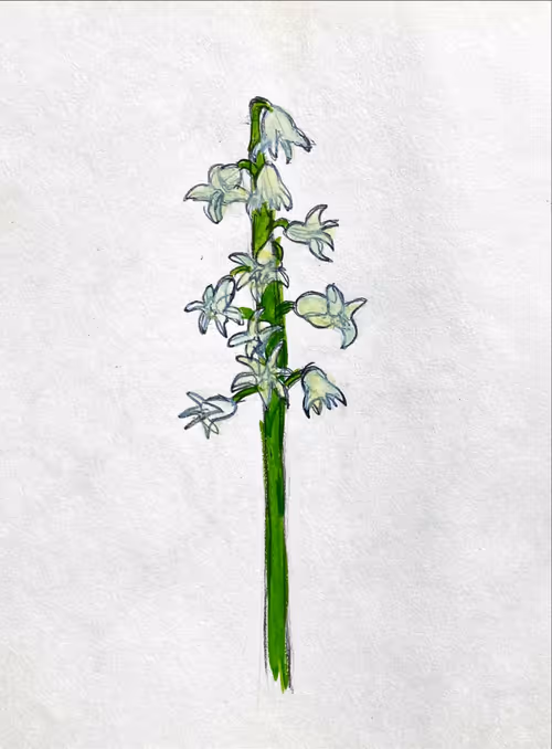 Item #68143307672376955642190656147672608103147428447651990360789110254386156666881 Media