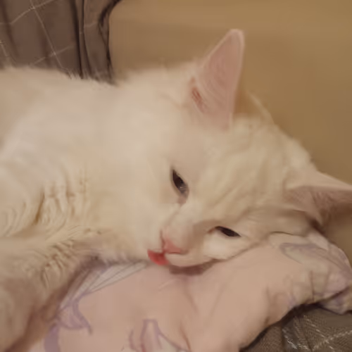 Item #763224073280193224173041358155125596503139434424356380946212186048899842049 Media