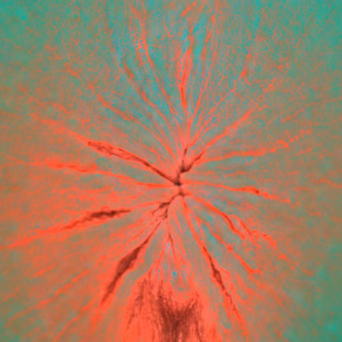 Item #38748192286267356930689689992324455160612969586483070519053316980903403061249 Media