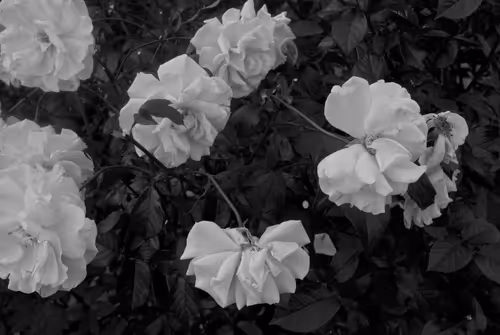 Item #92944060732368966215295016387630966585309105255455706870205159976580803461121 Media