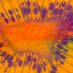 Abstract Kiwi 98