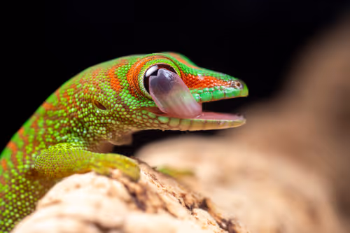 Item #11893448461842202167923125391346137616384292588036434545660885353936633987073 Media