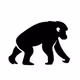 RisingApe_eth Collection