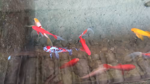 Item #41984921199182874864094388930978196358806648927891017657933937817162967154689 Media