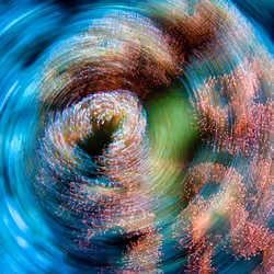 The Whirl