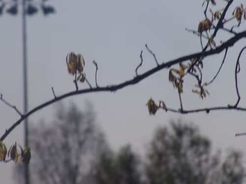 Item #61051240571971779841838649405693456424568018504308900476674196556413235363841 Media