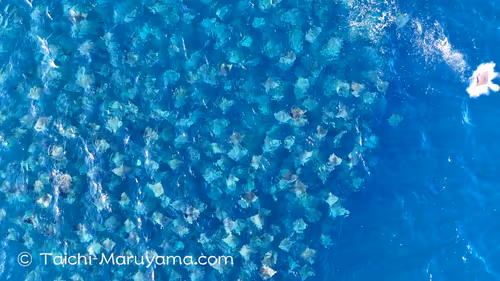 Item #61113597711829508019705348607354266595254896620371709928421355945107960889345 Media