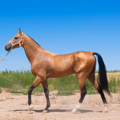 Untitled Collection #61955385