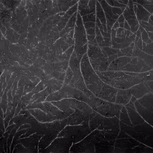 Lifeincelluloid