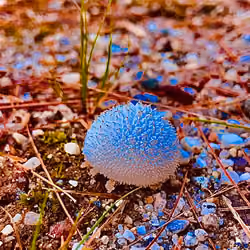 Blue Nature